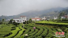 湖南桂东“两叶一竹”增值记：把